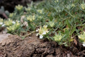 teucrium montanum (1200 x 800)9